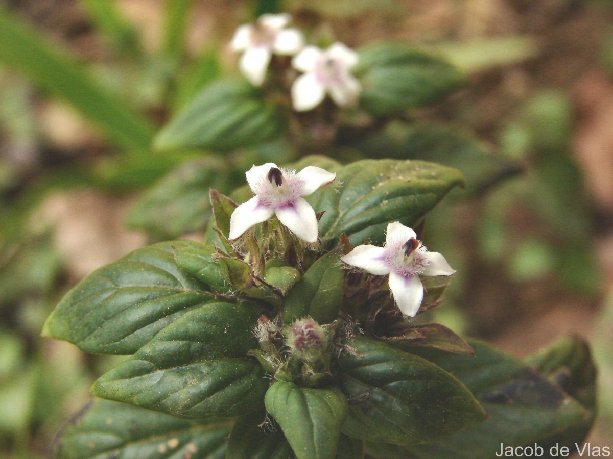 Knoxia platycarpa var. hirsuta (Arn.) Thwaites